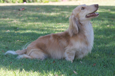 Cruizer