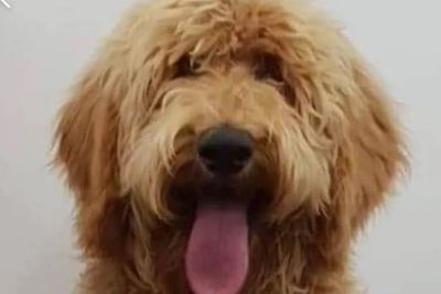Alf