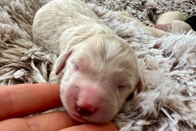Bentley