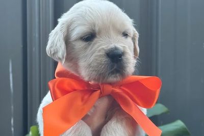 Orange Boy