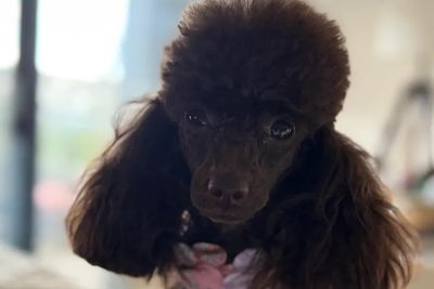 Louna (world champion bloodlines)