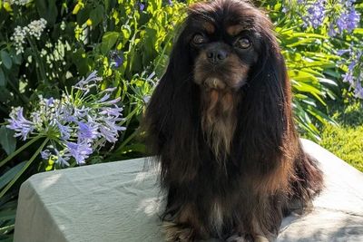 Frida 