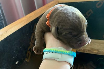 Orange collar