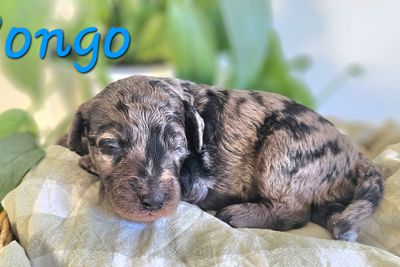 Pongo