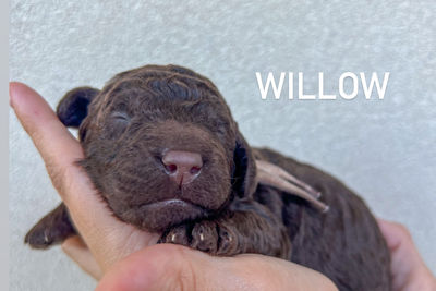 Willow