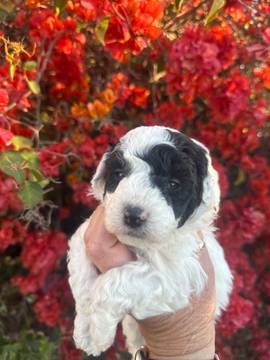 Boy puppy