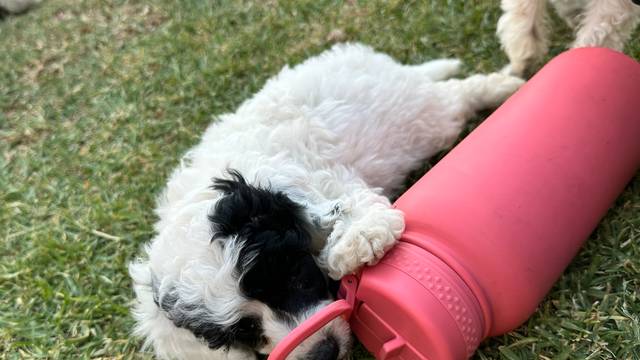 Boy puppy