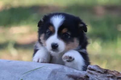 Teddy
