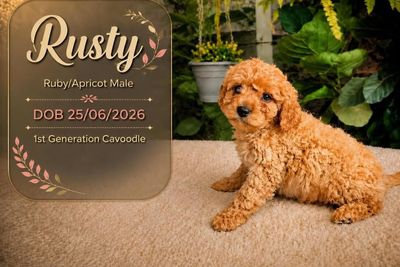 Rusty • Lola5 • Ruby/Apricot • $2000