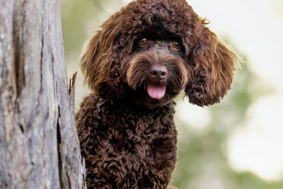 Heston(Cavoodle) 
