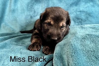 Black Girl