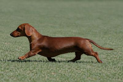 Sherry
