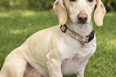 Indi 