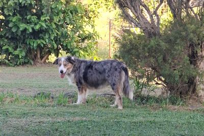 Gracie 