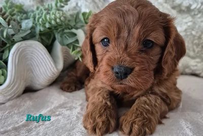 Rufus
