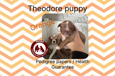 Orange Boy 