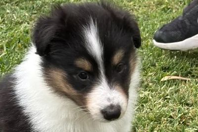 Hamish