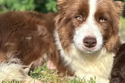 Bonnie.- ANKC Registered Pure Bred Border Collie 