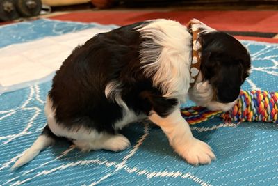 Hazelnut collar (Miss Hazel)