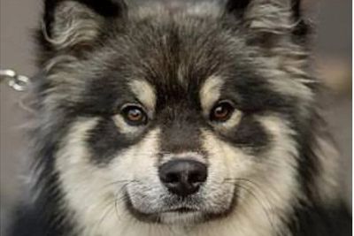 Koda