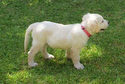 Willow
