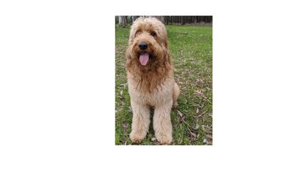Murphy