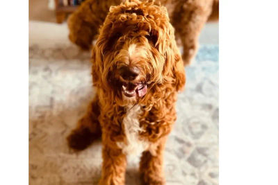 Rufus - Northern Beaches Groodles