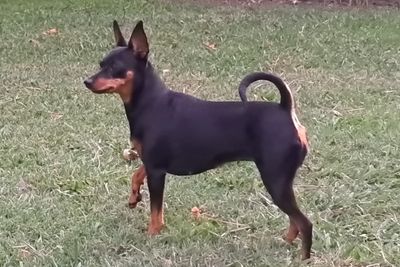 Molly