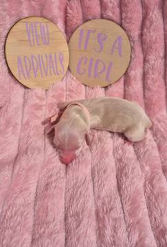 Girl puppy