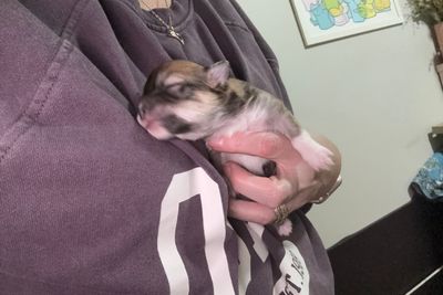 Banjo