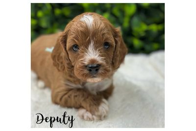 Deputy - Mini