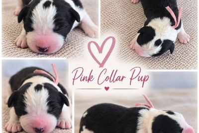 Pink - Boy 4