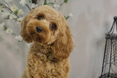 Kiko