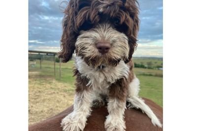 Murphy