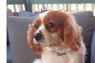 Quincey-Rae 