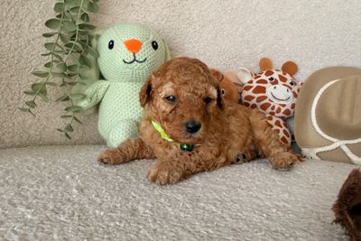 Miss Lime green Winnie 