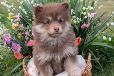 Cinnamon