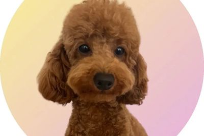 Jorah I 3.4kgs I 28cm (Pedigree)