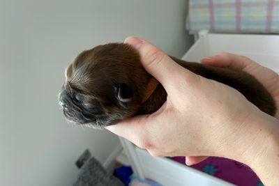 Brown Collar Red Boy