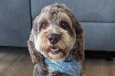 Burrinjuck Hugo Boss (Ralph)