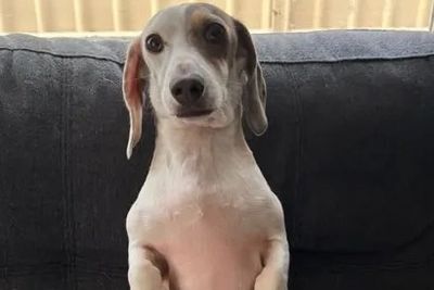 ZOEY