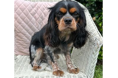 Zola