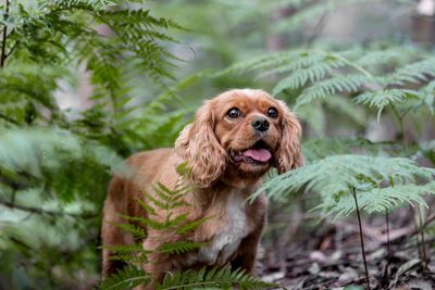 Chai (Cavalier)