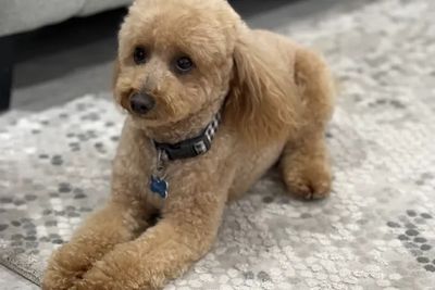 Marley