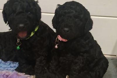 Miso (female, pink)