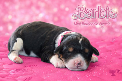 Barbie