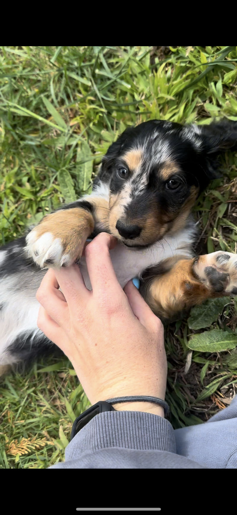 Miniature Dachshund puppies available from responsible VIC breeders