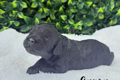 Gypsy - Black