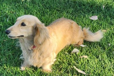 Nala