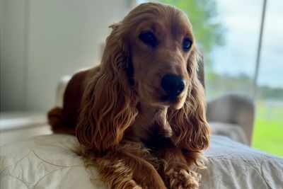 Nala